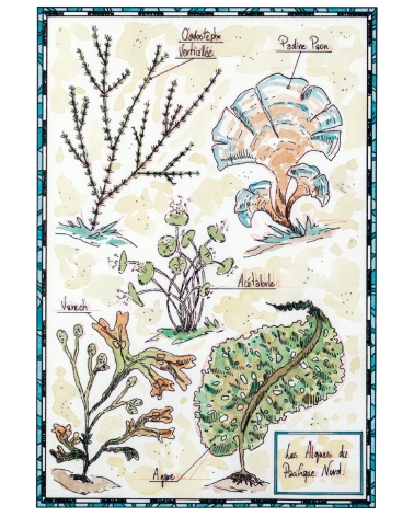 Tote-bag Planche botanique, les algues, illustration de Thomas Vernus